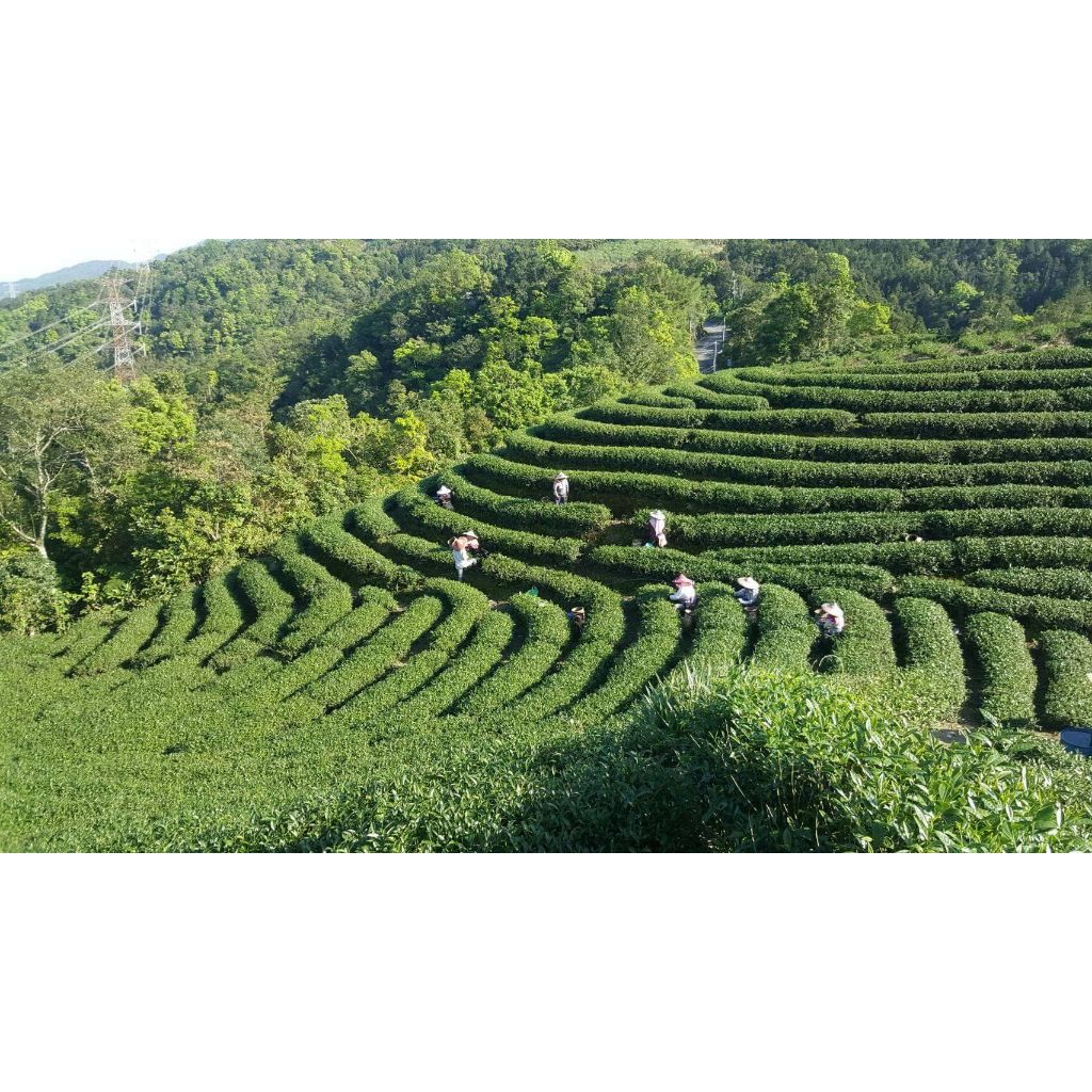 tw-11134207-23010-njxos9iy3fmv3e