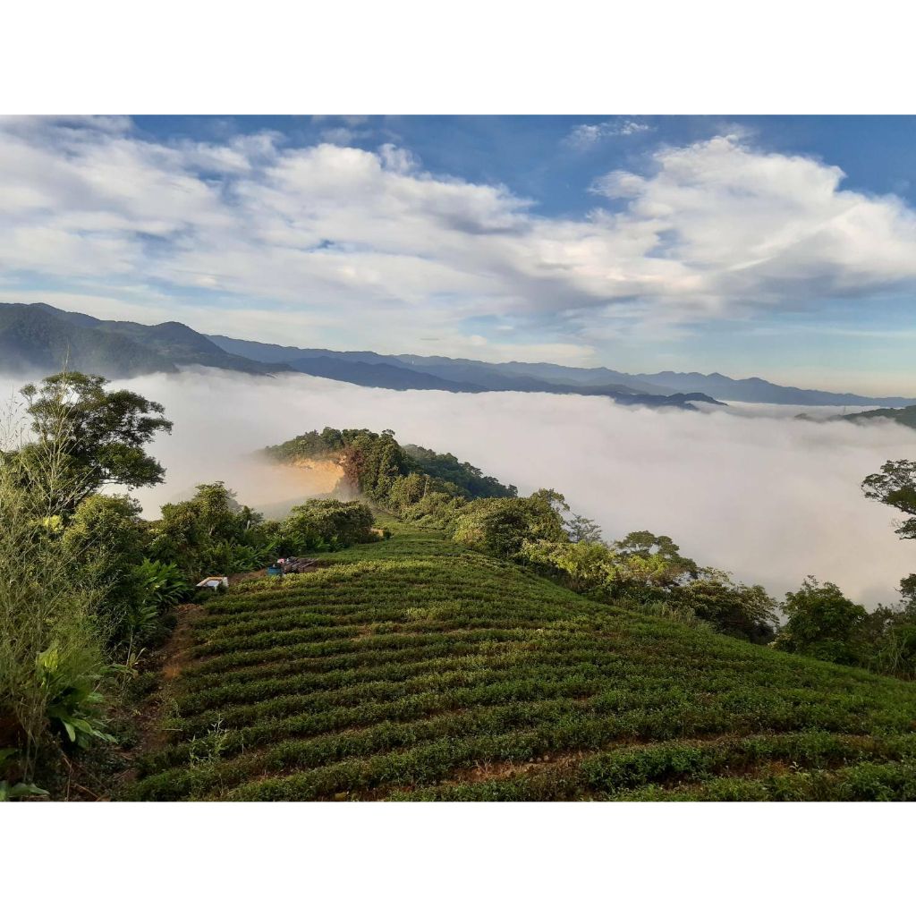 tw-11134207-23010-nb4v4vny3fmv95