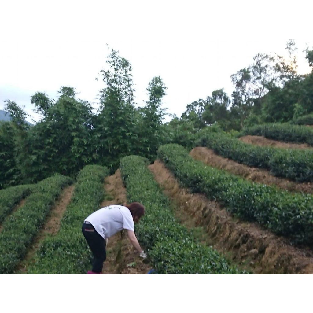 tw-11134207-23010-vtacuvzy3fmv50