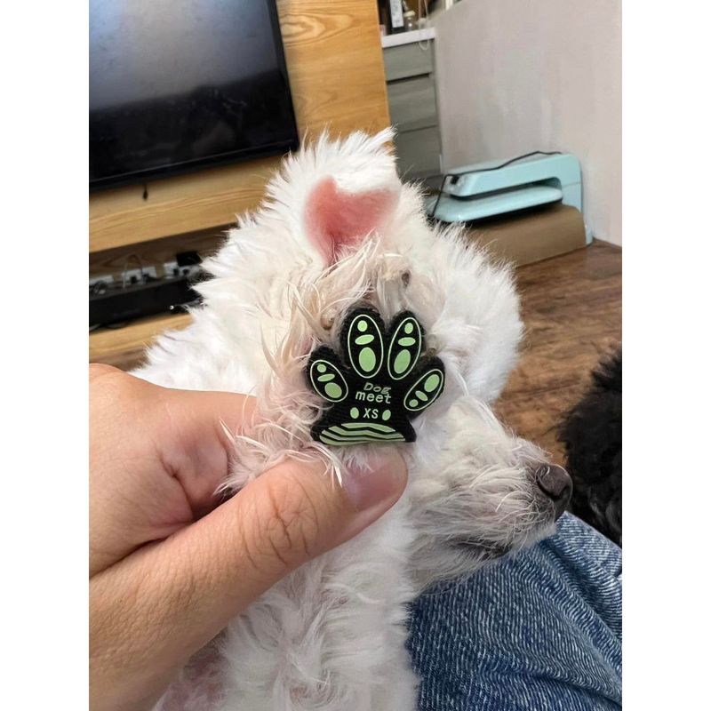 狗狗防滑腳貼 4片裝 試用 寵物防滑腳貼 狗狗止滑貼墊 止滑腳貼 老犬打滑站不穩 開岔 足下止滑墊｜嗨寶好選物