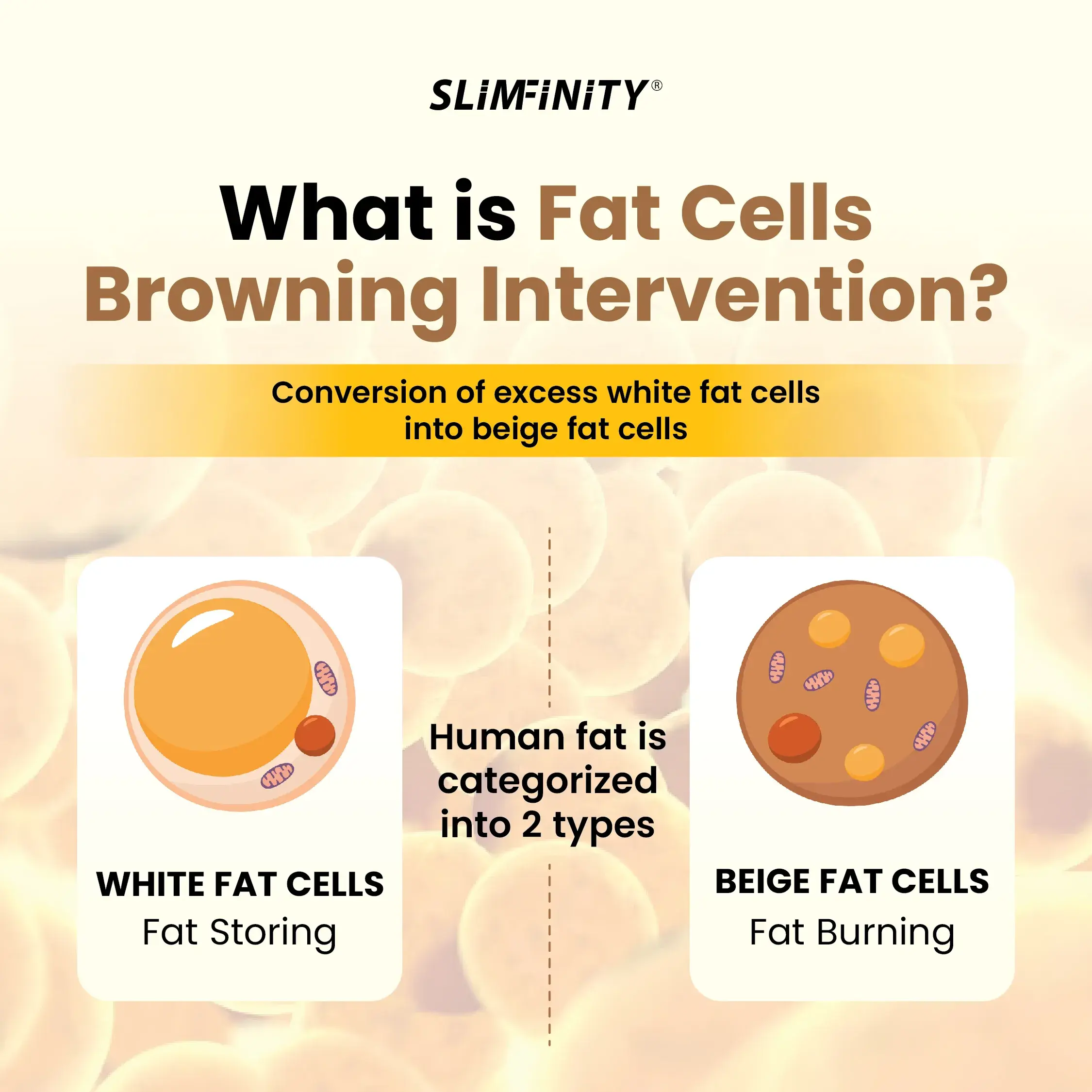 Enerboost Yuzu宣传图(EN)-05