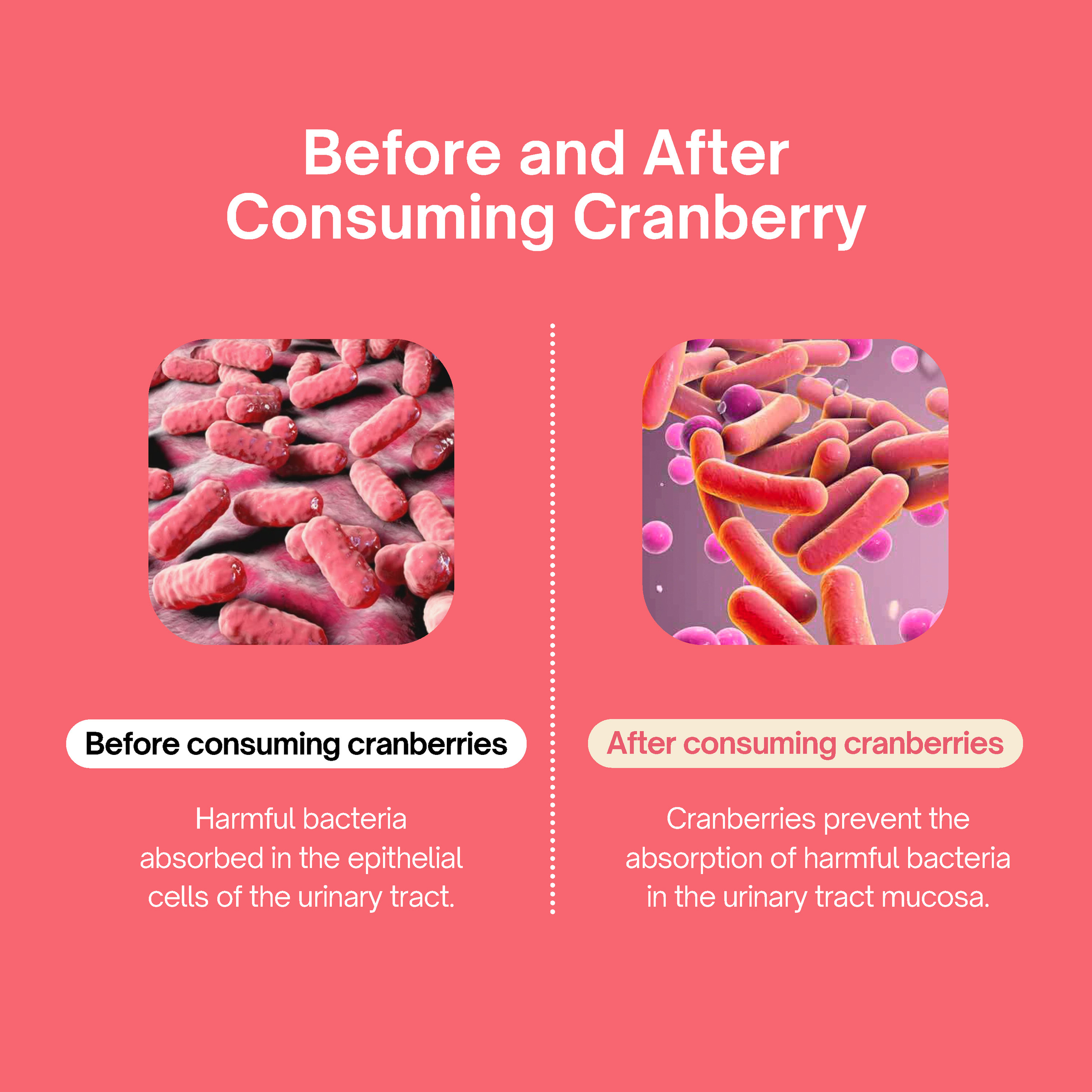 ENG 茵芙拉Inner Flora CRANBERRY_Page_08