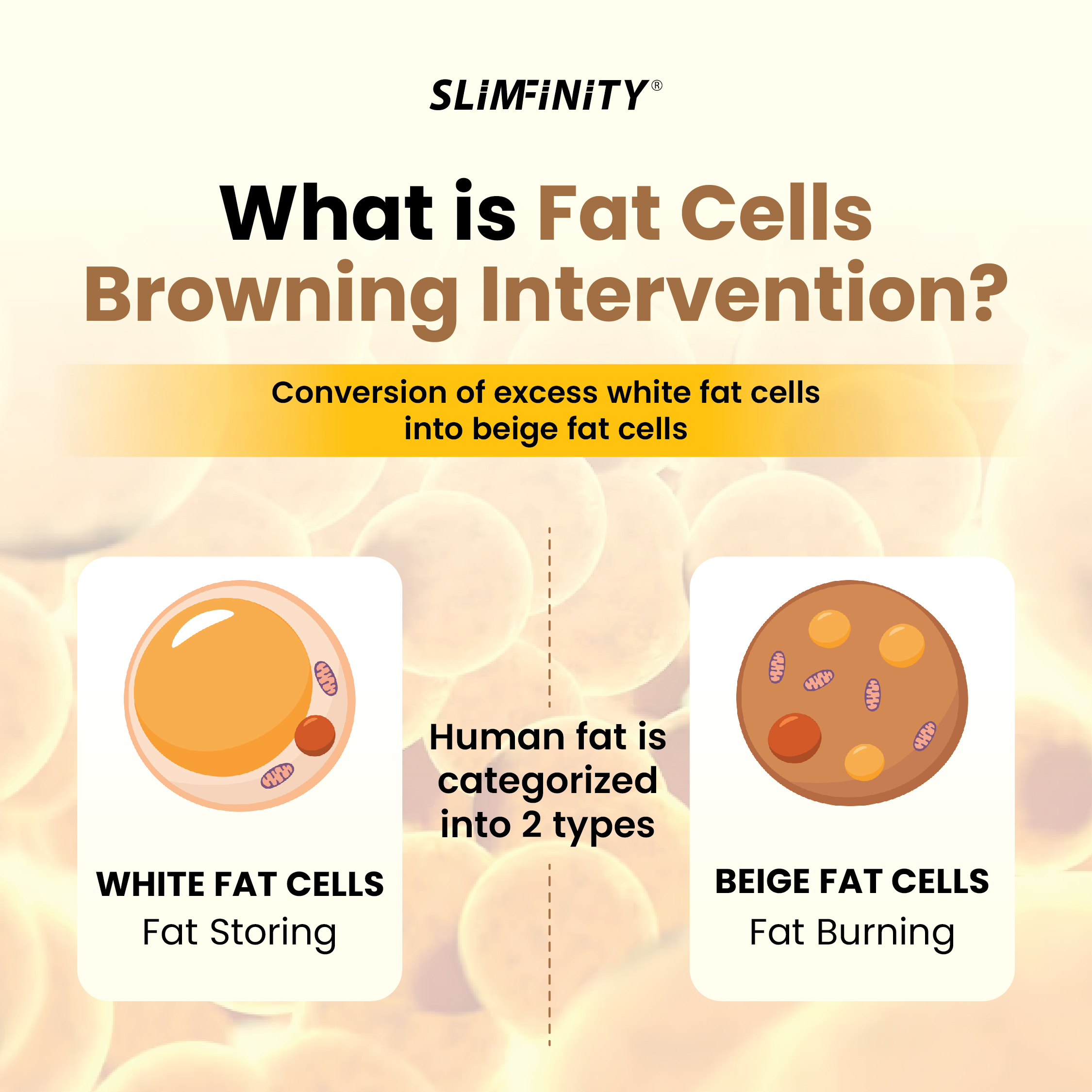 Enerboost Yuzu宣传图(EN)-05