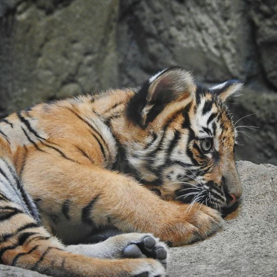 ROAR-SOME SQUISHIES AND PLUSHIES | BSKL For Malayan Tigers