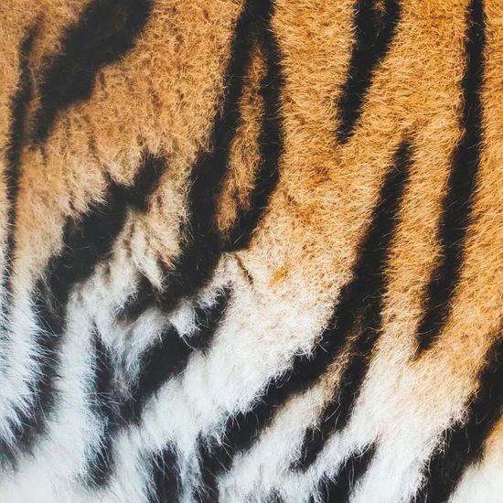 STRIPE & SCRIBBLE STATIONERY COLLECTION | BSKL For Malayan Tigers