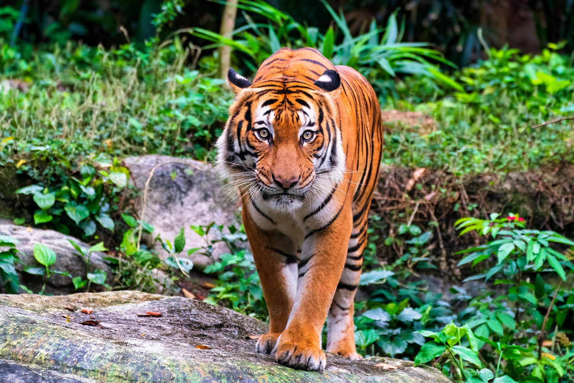 jonleong64-malayan-tiger-7063514_1920