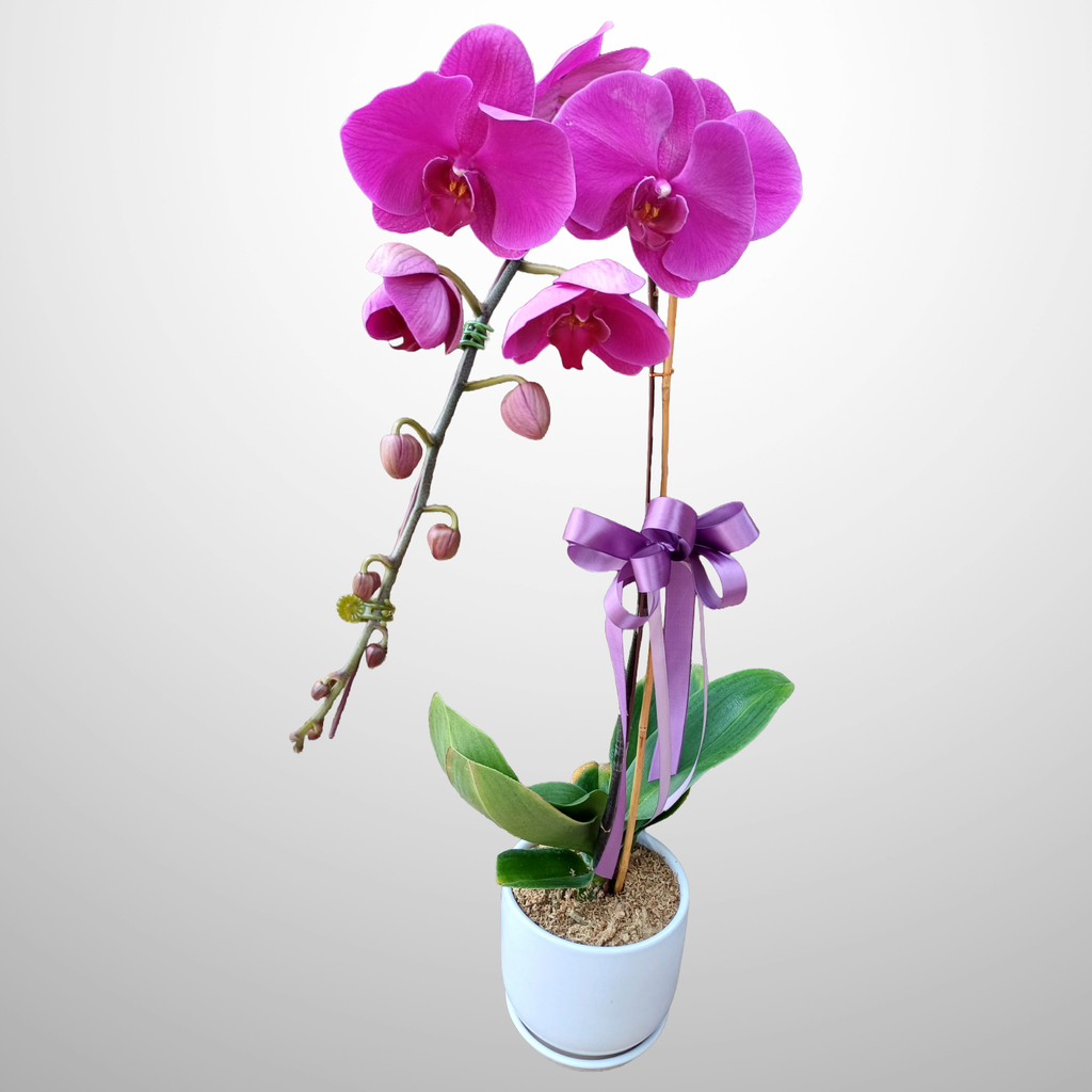 Hand Bouquet 12Mar-8