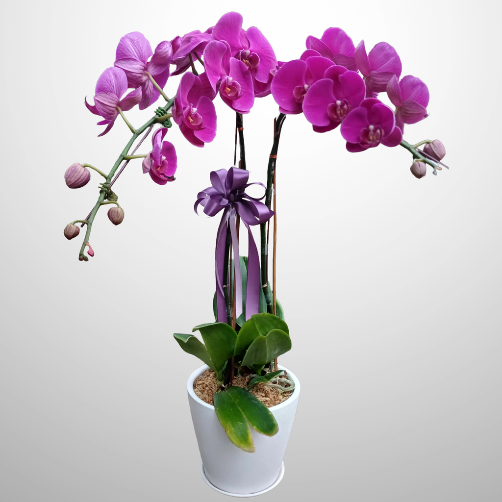 Hand Bouquet 12Mar-9