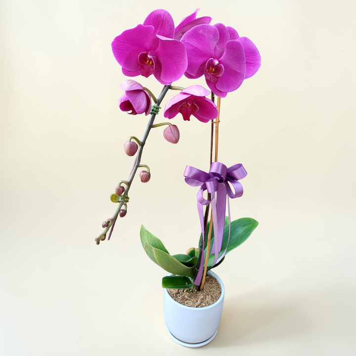 Graceful Garden phalaenopsis orchid table arrangement for birthday or anniversary with delivery in Kuala Lumpur and Selangor