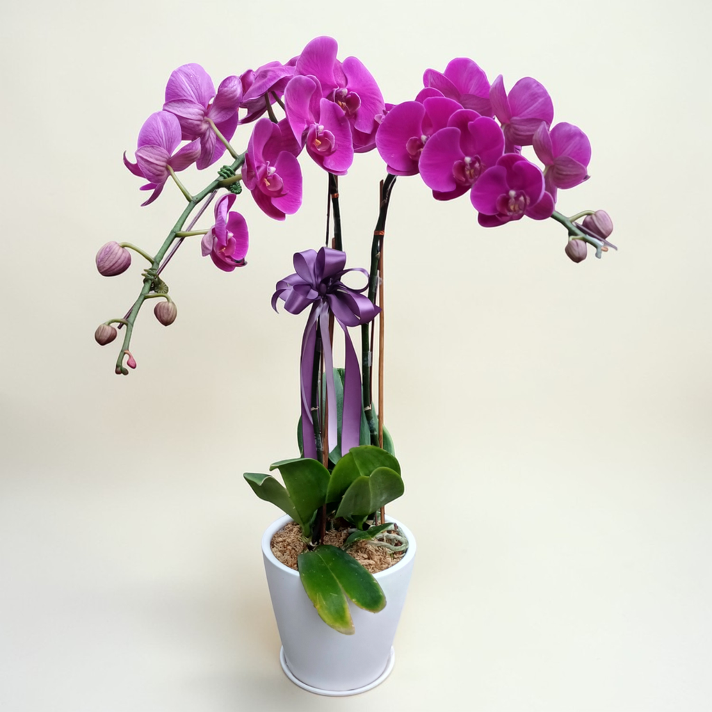 Graceful Garden phalaenopsis orchid table arrangement for birthday or anniversary with delivery in Kuala Lumpur and Selangor
