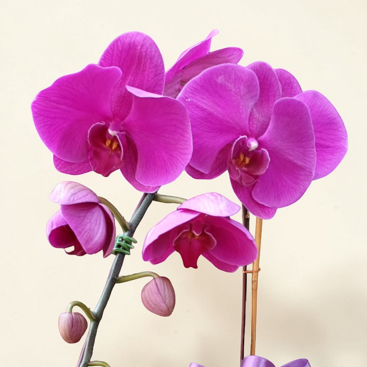 Graceful Garden phalaenopsis orchid table arrangement for birthday or anniversary with delivery in Kuala Lumpur and Selangor