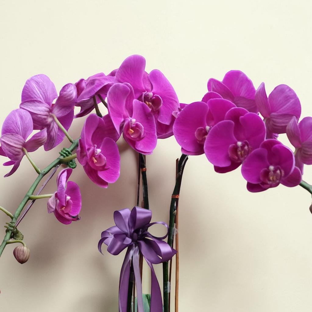 Graceful Garden phalaenopsis orchid table arrangement for birthday or anniversary with delivery in Kuala Lumpur and Selangor