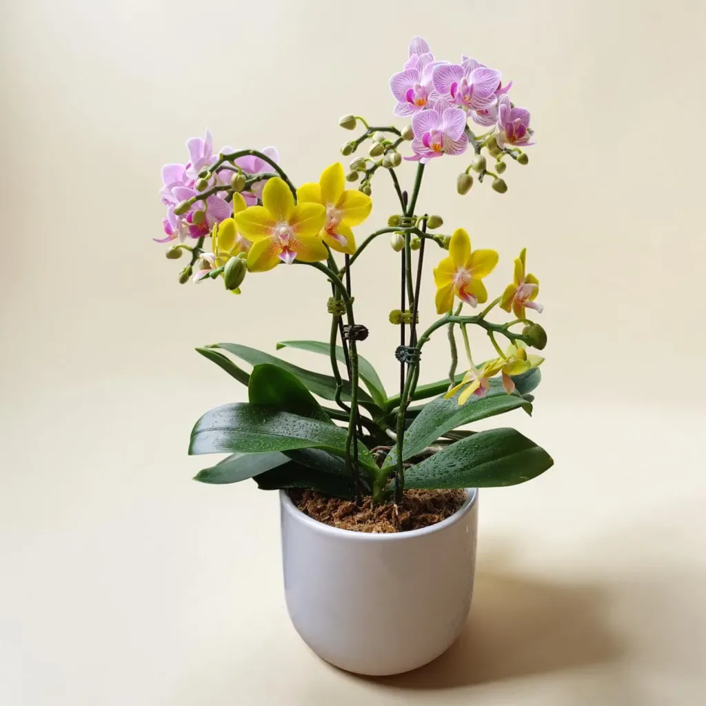 Petal Delight phalaenopsis orchid table arrangement for birthday or anniversary with delivery in Kuala Lumpur and Selangor