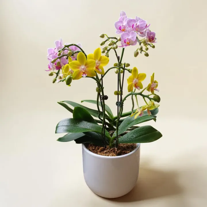Petal Delight phalaenopsis orchid table arrangement for birthday or anniversary with delivery in Kuala Lumpur and Selangor