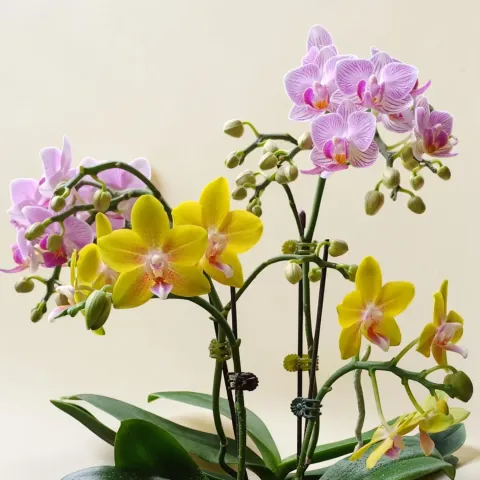 Petal Delight phalaenopsis orchid table arrangement for birthday or anniversary with delivery in Kuala Lumpur and Selangor