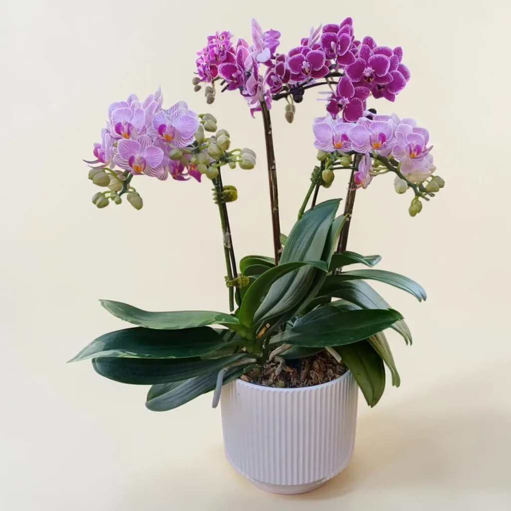 Petal Delight phalaenopsis orchid table arrangement for birthday or anniversary with delivery in Kuala Lumpur and Selangor