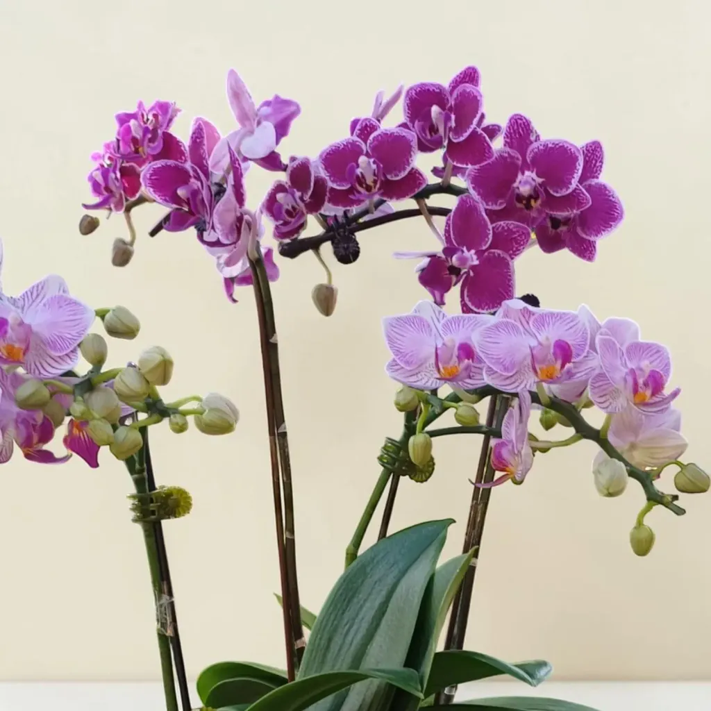 Petal Delight phalaenopsis orchid table arrangement for birthday or anniversary with delivery in Kuala Lumpur and Selangor