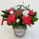 Red Carnation