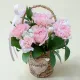 Pink Carnation