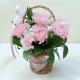 Pink Carnation