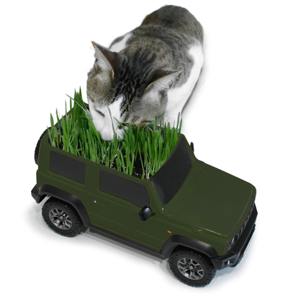 IMG_1681_cat_jungle