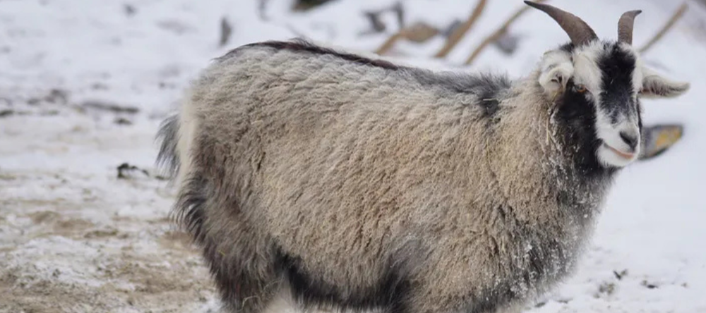 未命名 (1000 x 444 像素)