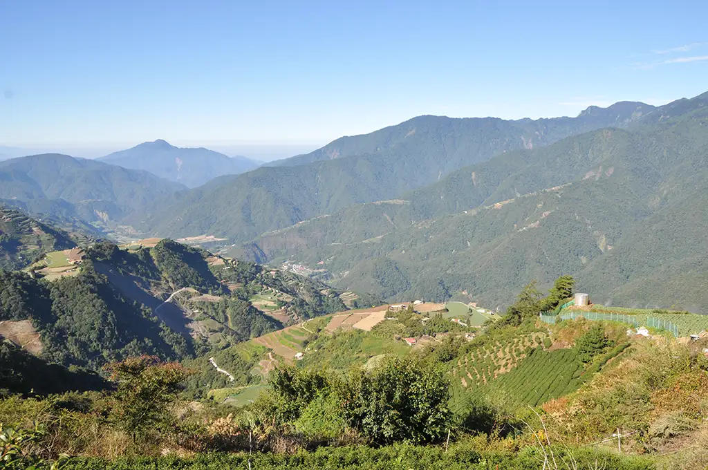 梨山高山茶是什麼？高山茶與平地茶5大差異解析｜磅茶 Bondeo