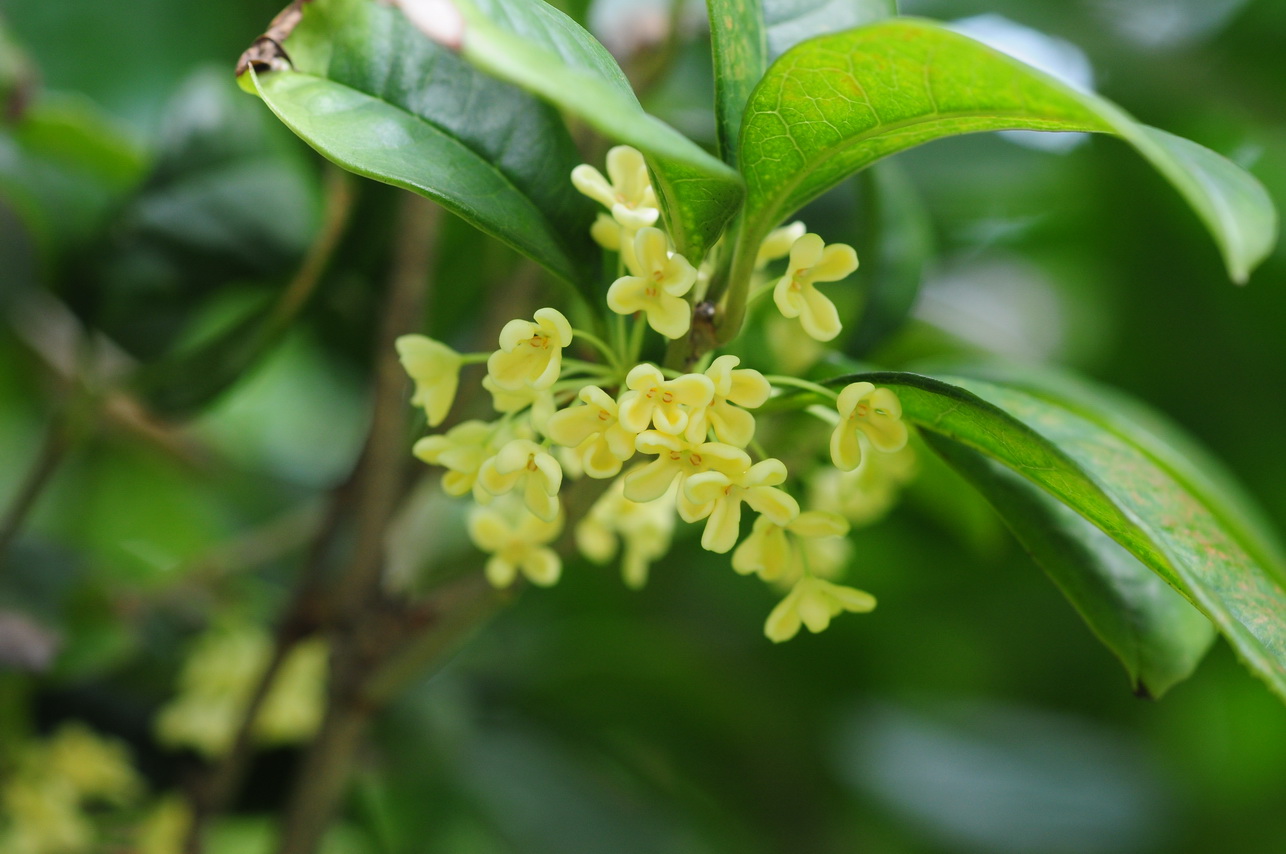 桂花烏龍茶香氣從哪來？認識傳統窨花工藝與桂花茶功效｜磅茶 Bondeo