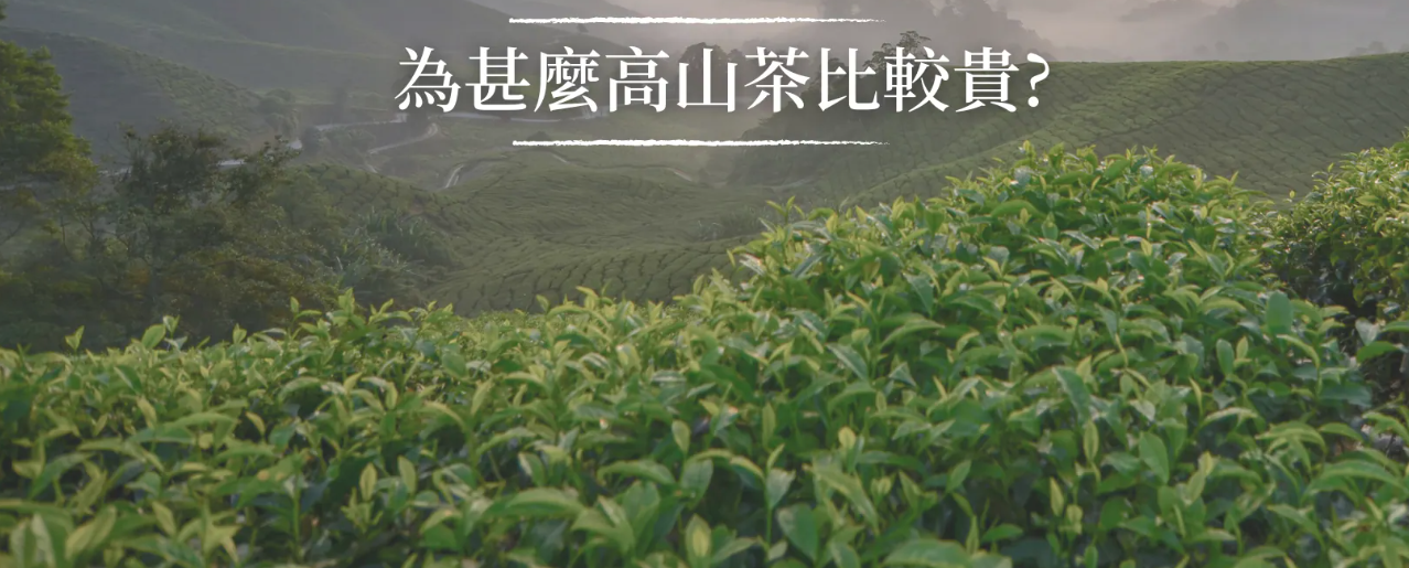為什麼高山茶比較貴？從土壤到杯子的6大高山烏龍茶成本解析｜磅茶 Bondeo