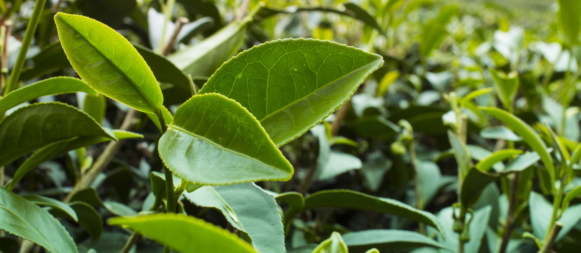 金萱烏龍茶完整指南：天然奶香從哪裡來？台茶12號特色解析｜磅茶 Bondeo