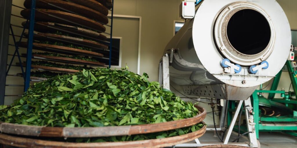 台灣烏龍茶怎麼做？6大製茶工藝解析｜磅茶 Bondeo
