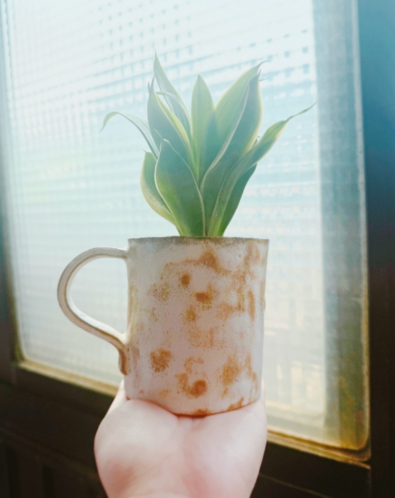 幫新來的虎尾蘭做了杯子窩