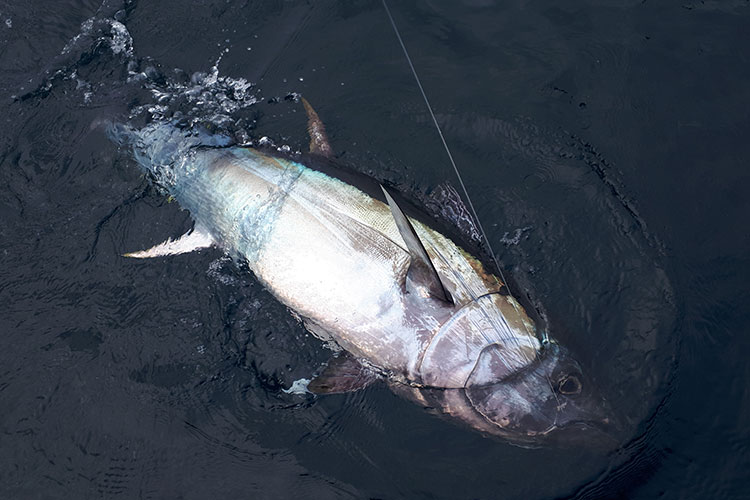 web_ikari_dbl_750x500_p4