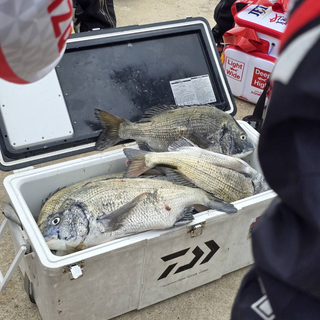 1-black-porgy-cooler-3