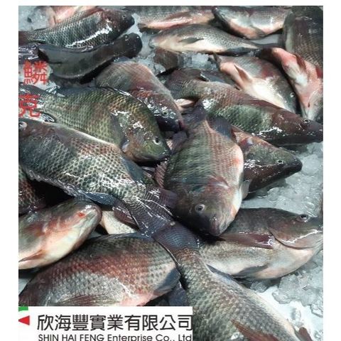 tw-11134207-7r98s-lwo5ep16x25i6e