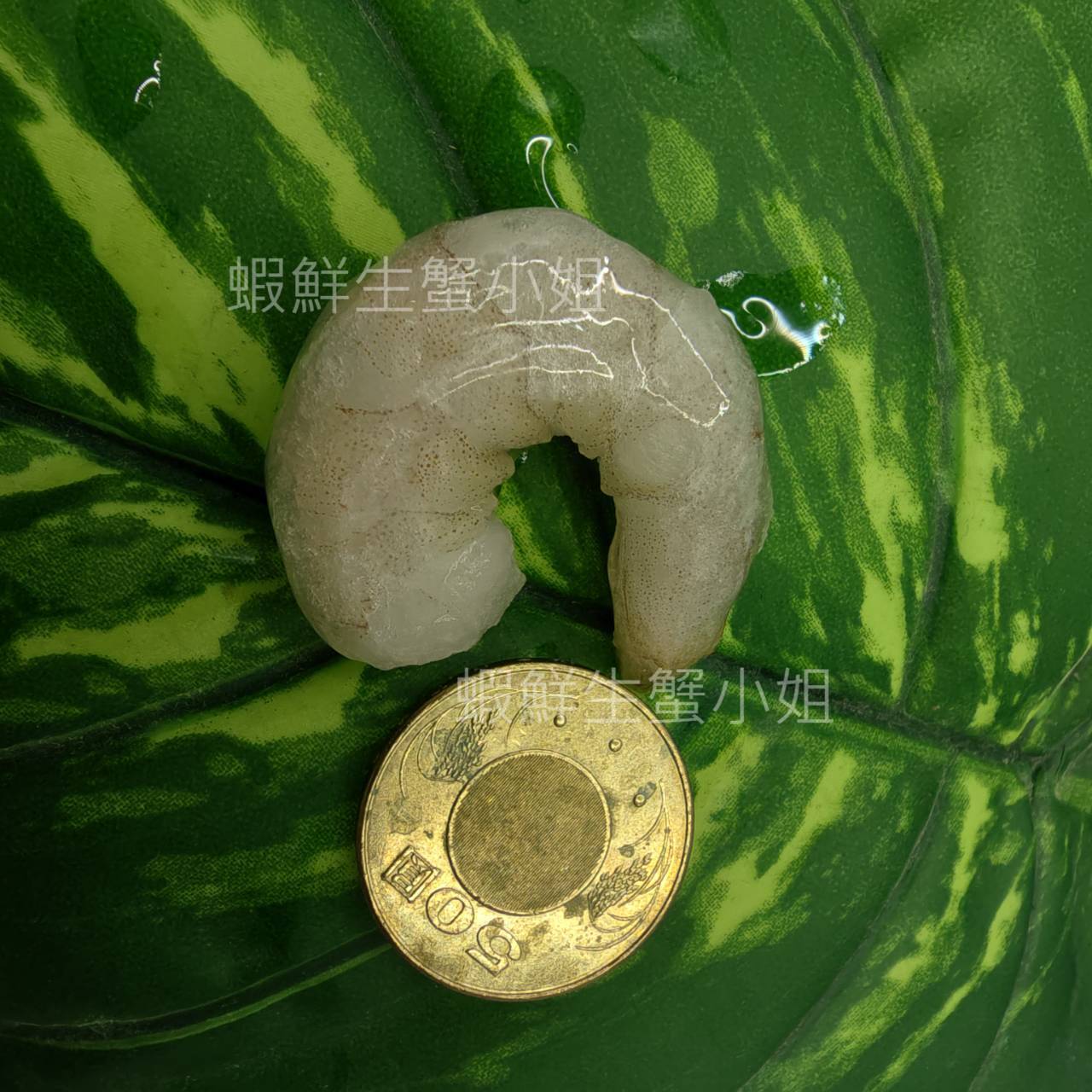 調理白蝦仁 5060 ⑥ (5)