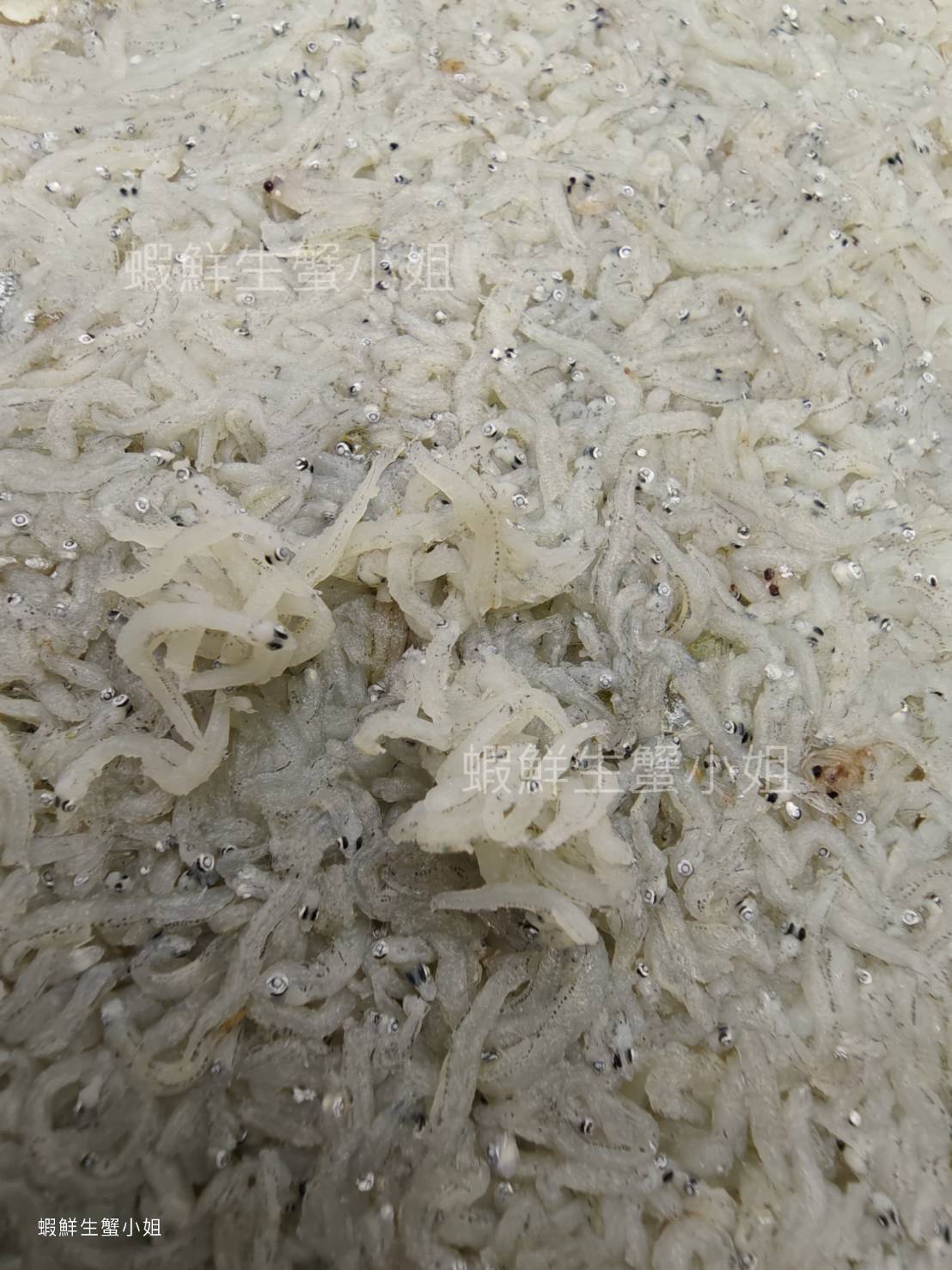 熟凍吻仔魚 100克60包箱 (3)