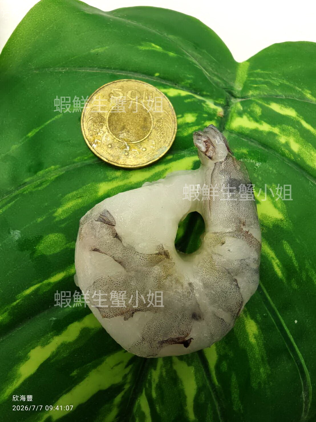 草蝦仁割背13-15 (4)