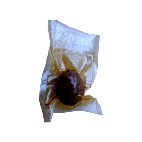 單顆真空包主圖_白底