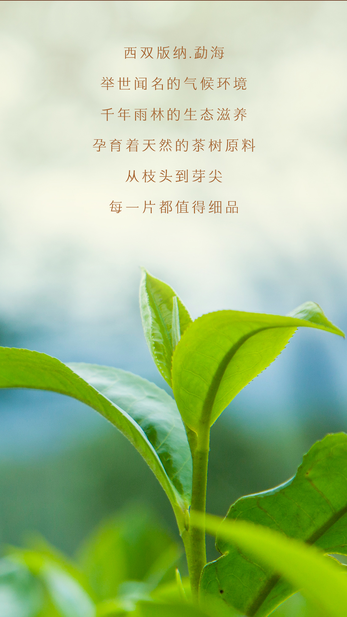 源知味熟饼Source-Knows-Taste-Ripe-Tea-2301-(Detail-Page详情页)(CN-中文)_02