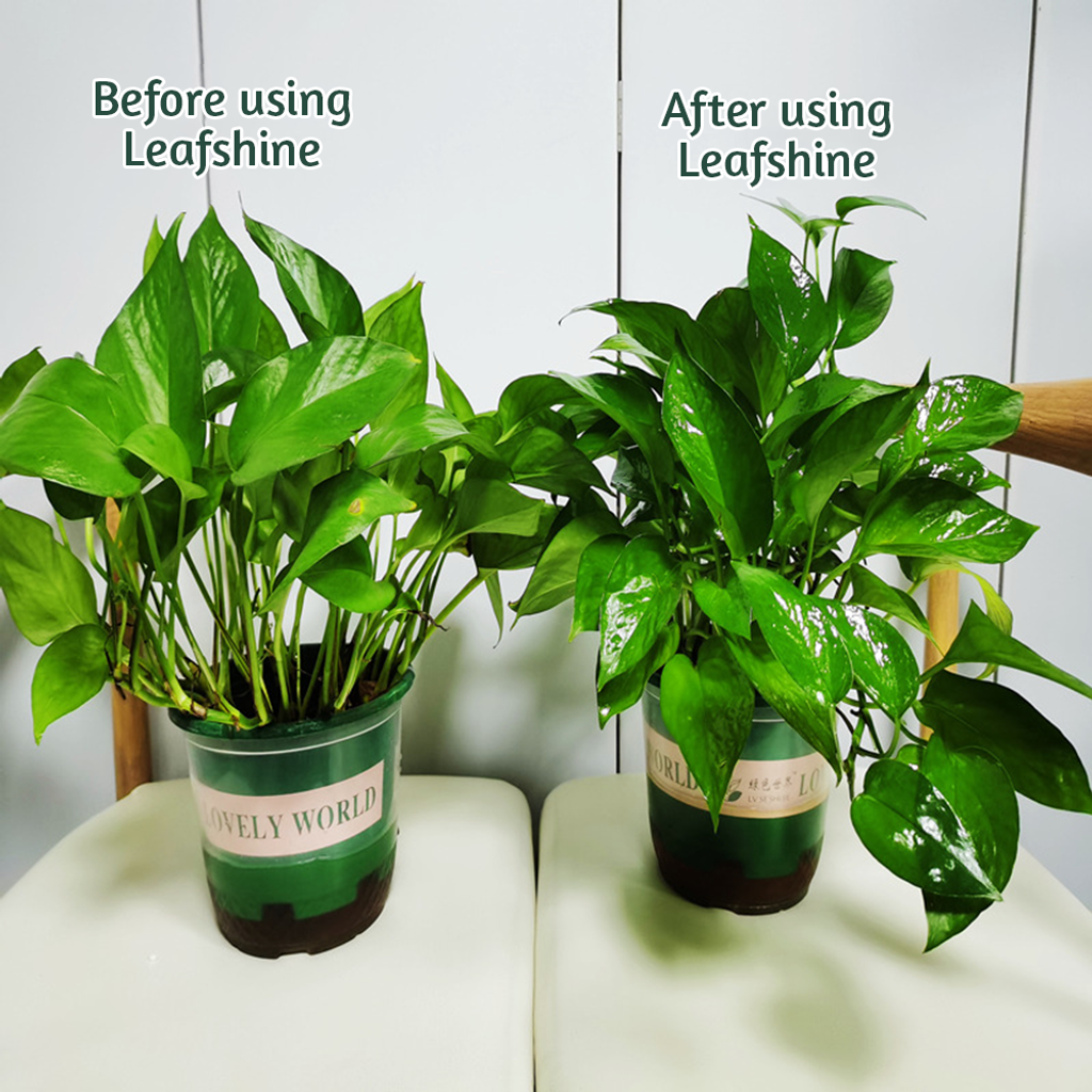 leafshine (5)