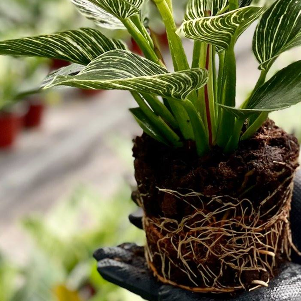 b944d26fc0a55a3cd1c79ac0b5a8441f