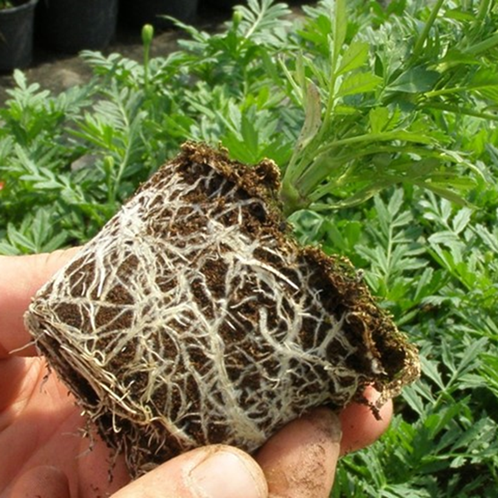 694455e2b96a587222d7832a04ce5062