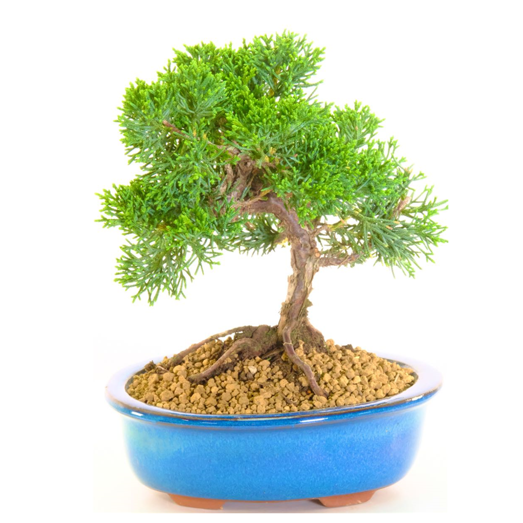 244a8c25ec6a10bfd360f7ef0ed3d89c