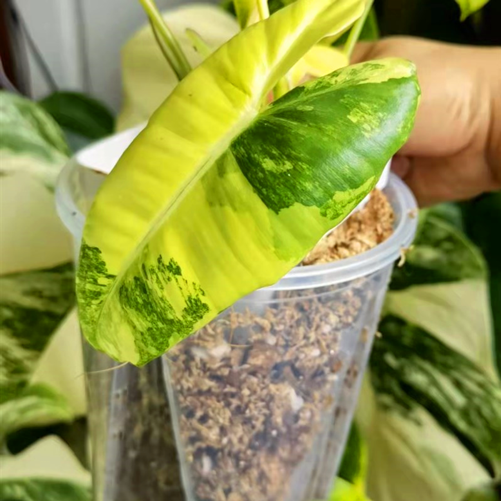 91123d45a4bf703555a8d3af27248da6