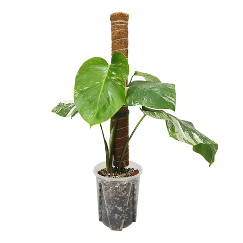 42f9fc407039d7c93605a777c1949649