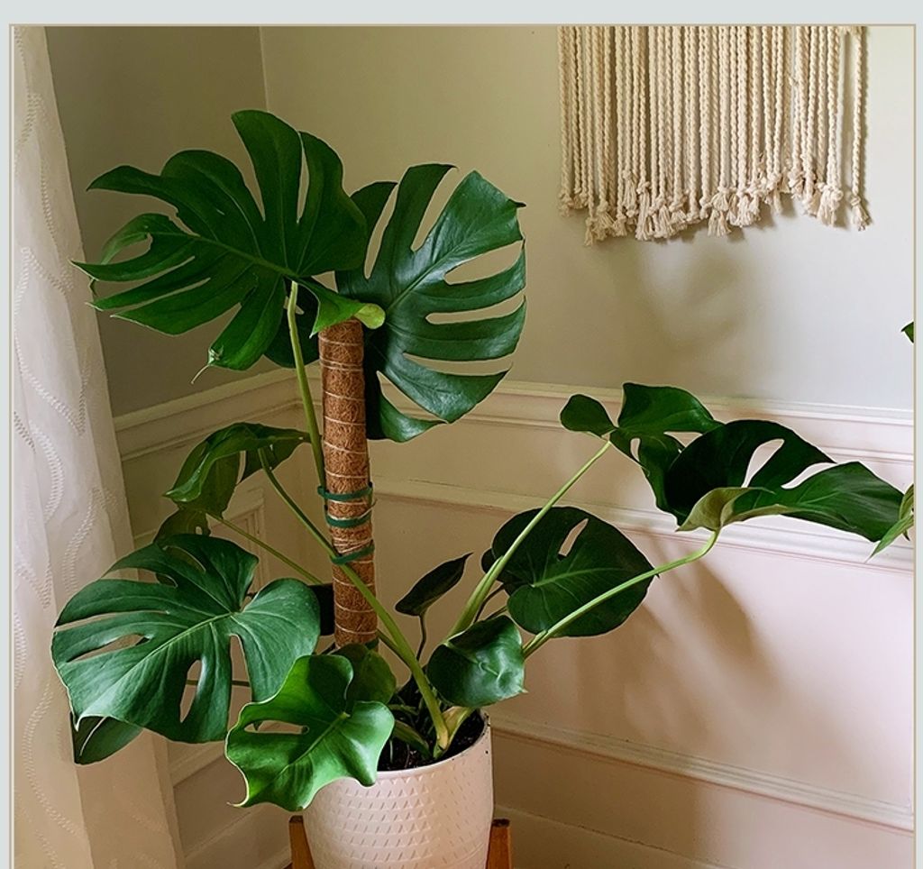 9ffaffd317e650795a280025d3905401