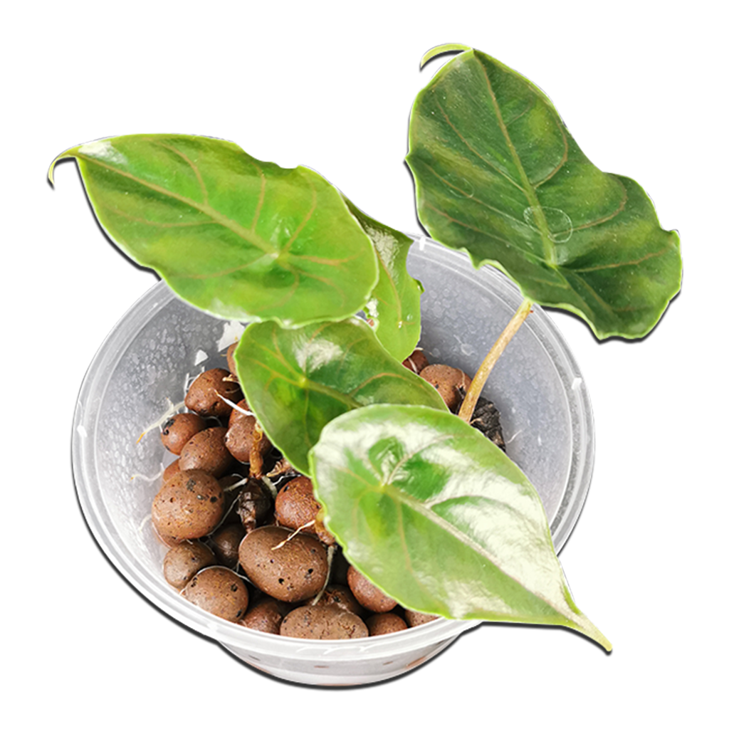 1a778f0bc86e5f5bf093800472ee1b19