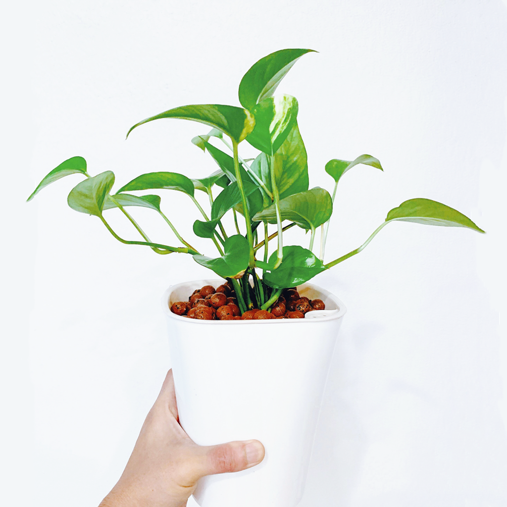 6c08fc32ae1640985f29adfa1434739e