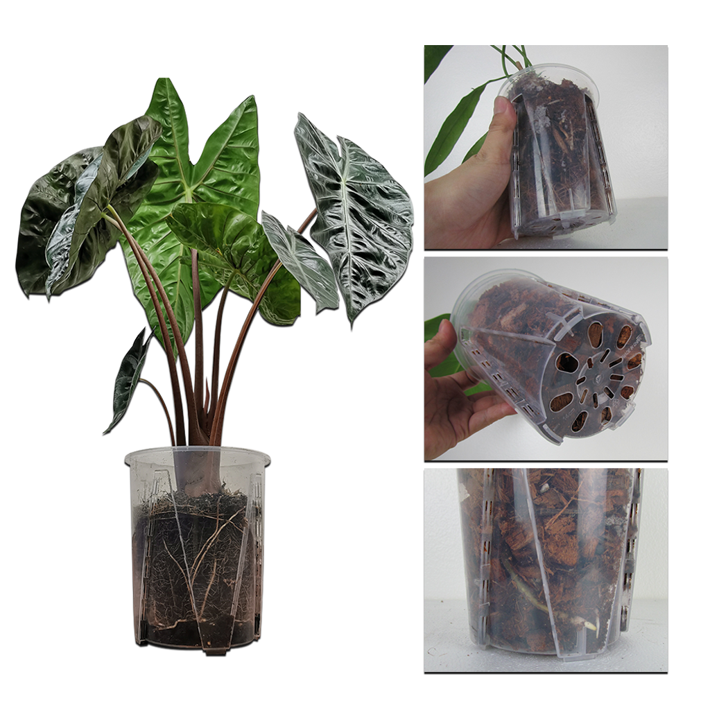 d55ea913ceae8d33a63a139e9bba620c